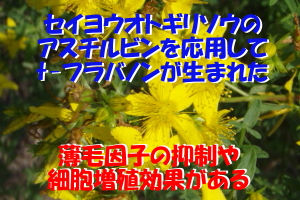 実験で育毛効果を示したt-フラバノン｜ＴＧＦ-β１を抑制する