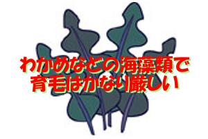 わかめ(海藻)は髪に良い部分もあるが育毛に関しては科学的根拠はない