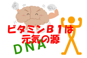 ビタミンＢ１はエネルギー代謝等の効能がある｜髪との関係は？