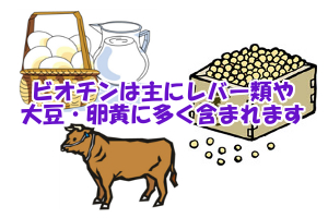 ビオチンが含まれる食品一覧と摂取量｜レバーや大豆・卵黄に多い