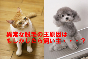 犬や猫の脱毛原因は皮膚疾患やストレスなどなので人間と似ている