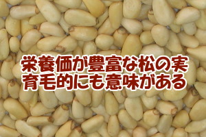 植物性脂肪やタンパク質が豊富な松の実の効能｜造血作用で髪にも良い