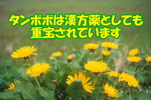 ホコウエイ根エキスの育毛メカニズム｜ＨＧＦを増やして細胞を活性化