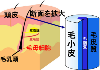 毛髪はどのような作りになっているのか｜構造を簡単におさらい