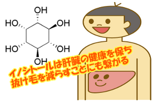 肝臓の脂肪付着を防ぐイノシトール｜不足すると抜け毛が増える