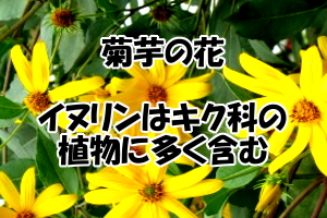 髪にも良いイヌリンを多く含む食品｜含有量が最も高いのは菊芋