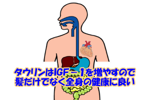 タウリンはＩＧＦ－１を増やすと考えられているので適度であれば全身の健康にも良いといえます