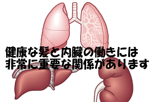 髪の毛の異常にとても関係が深い臓器は肺臓・肝臓・腎臓である