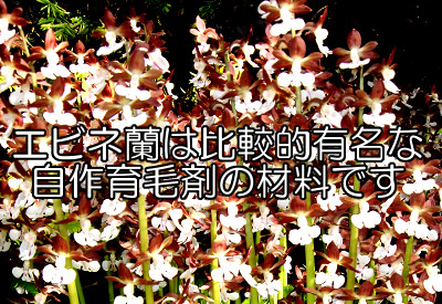 エビネランは育毛剤の材料として有名で自作することもできます