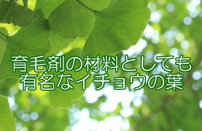 イチョウ葉を使った育毛剤の作り方｜２種類の漢方の追加がオススメ