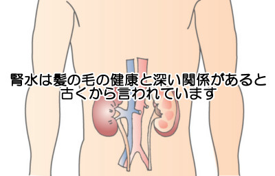 漢方医学では「腎」が髪の健康を司る｜弱れば薄毛になる可能性が