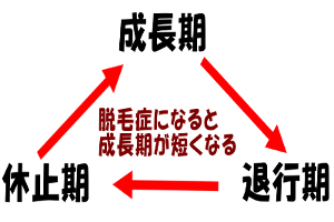 ヘアサイクルは３つの時期を繰り返す｜異常を起こすと周期が狂う