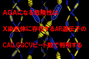 AGA発症リスクの度合いはＣＡＧ・ＧＧＣリピートでわかる