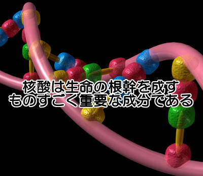 核酸は育毛の強い味方｜分裂が激しい髪の毛の細胞には特に必要！