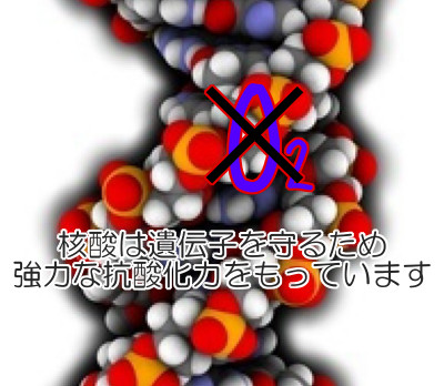 核酸は最も基本的な栄養素の一種で健康的にとても重要な成分でもあります