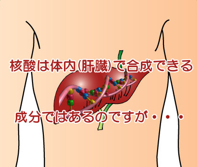 核酸を食品から摂取する必要性について｜デノボ合成は質が悪い？