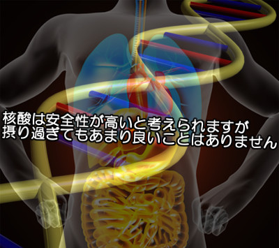 核酸は体内に存在する成分でもあることから副作用がないとされるが摂り過ぎは意味がない