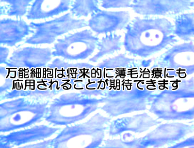 ips細胞で毛根組織「毛包」の再生に成功｜新たな薄毛治療法への期待