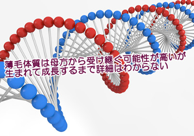 薄毛の遺伝情報が母方の祖父から受け継ぐ理由｜Ｘ染色体の法則