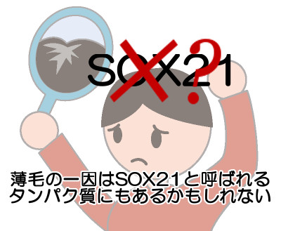 ケラチンと薄毛の深い関係｜転写因子sox21が減ると髪が抜ける