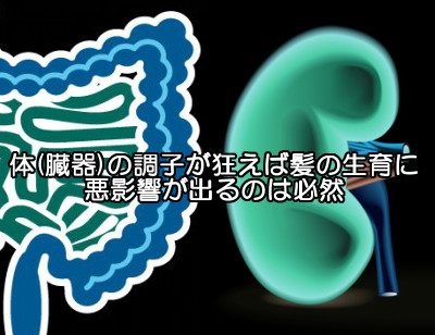 気血水食品は腎や腸の調子を整えることから髪に良い効果が出たという声が多く聞こえてくるのだと思われます