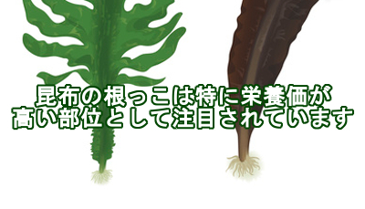 ガニアシで発毛は期待できる？頭髪への影響を調べた実験結果