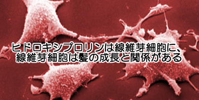 コラーゲンにはヒドロキシプロリンという成分が含まれておりそれの血中濃度があがると抜け毛が減るという研究結果も存在する