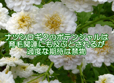 ナツシロギクのサプリメントを育毛目的で使う際に考えること