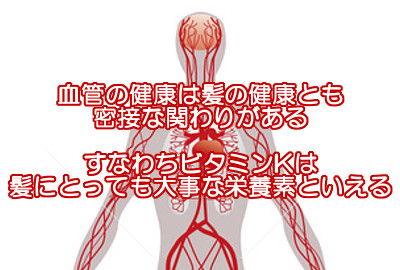 ビタミンｋは血管の健康に関連があるので育毛的にも重要だと考えられますが自然の食べ物から摂取するのが理想