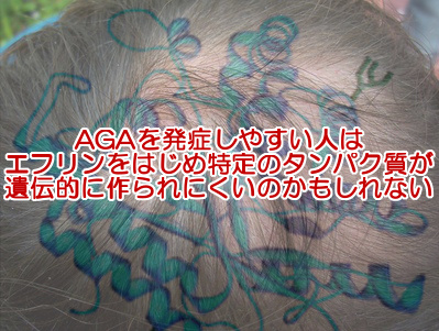 エフリンというたんぱく質が毛根組織と関係しているという研究がありますがあまりその情報が発展していないところが気になります