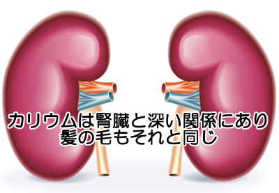 カリウムから育毛について考える｜現代人は不足気味の可能性がある