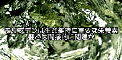 モリブデンと髪の深い関連性はわかっていませんがまったく無関係ではないと思われます