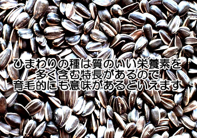 ひまわりの種にも育毛と関連する栄養素がたくさん詰まっているといえますが食べ過ぎは当然よくありません