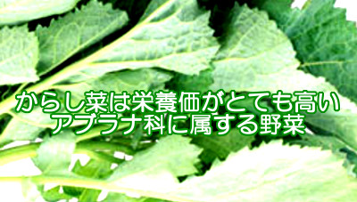 からし菜は栄養価がかなり高い緑黄色野菜の一種で髪の健康にも寄与してくれると思われる良質な食品です