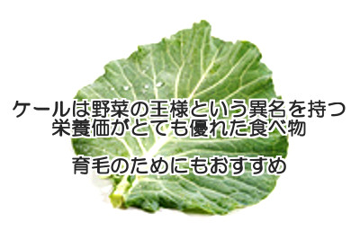 ケールは野菜の王様に相応しい栄養価の高さを誇る食べ物なので育毛のためにも重要な栄養補給源となる