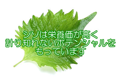 シソは薄毛の一因となりうるアレルギー物質を抑制する緑黄色野菜