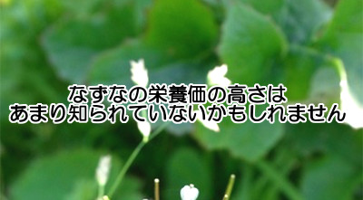 なずなの栄養価の高さに注目｜髪の健康の為にも取り入れよう