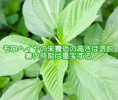 モロヘイヤは野菜の王様と言われるほど栄養価が高い緑黄色野菜なので育毛体質を作る絶好の食べ物だといえる