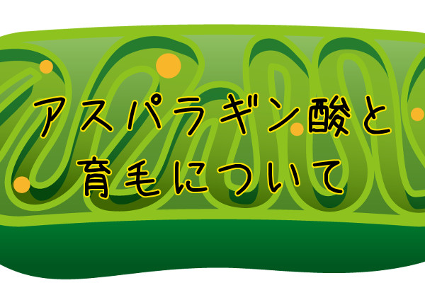 アスパラギン酸と育毛の話｜コラーゲンやエネルギーの生産