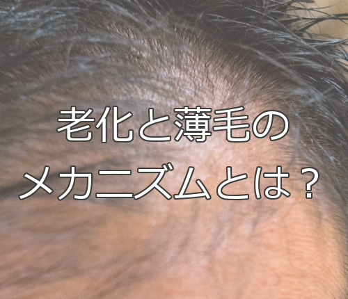 老化と薄毛のメカニズムが解明？ 東京医科歯科大学の研究