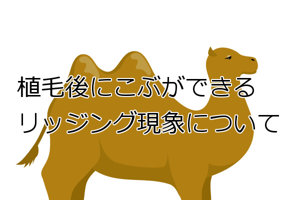 植毛部で起こりうるリッジング 皮膚が線維化しコブとなる