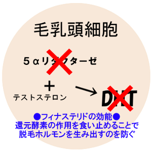 プロペシア(フィナステリド)の効果は５αリダクターゼ２型を阻害する